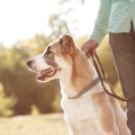 how long does it take for a dog bite settlement