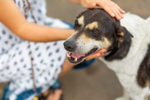 how long does it take for a dog bite settlement